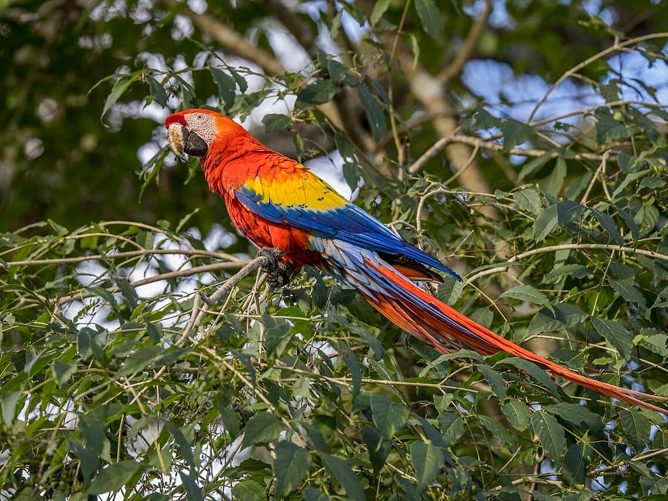 Bird collection at All About Pawz
