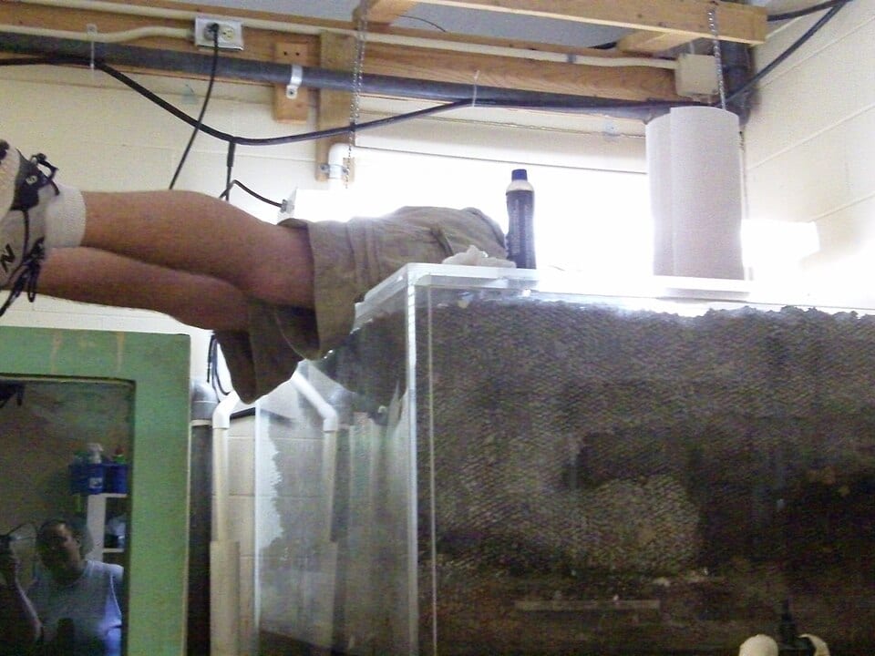 Aquarium Cleaning at All About Pawz
