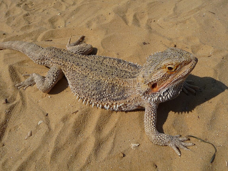 Reptile collection at All About Pawz