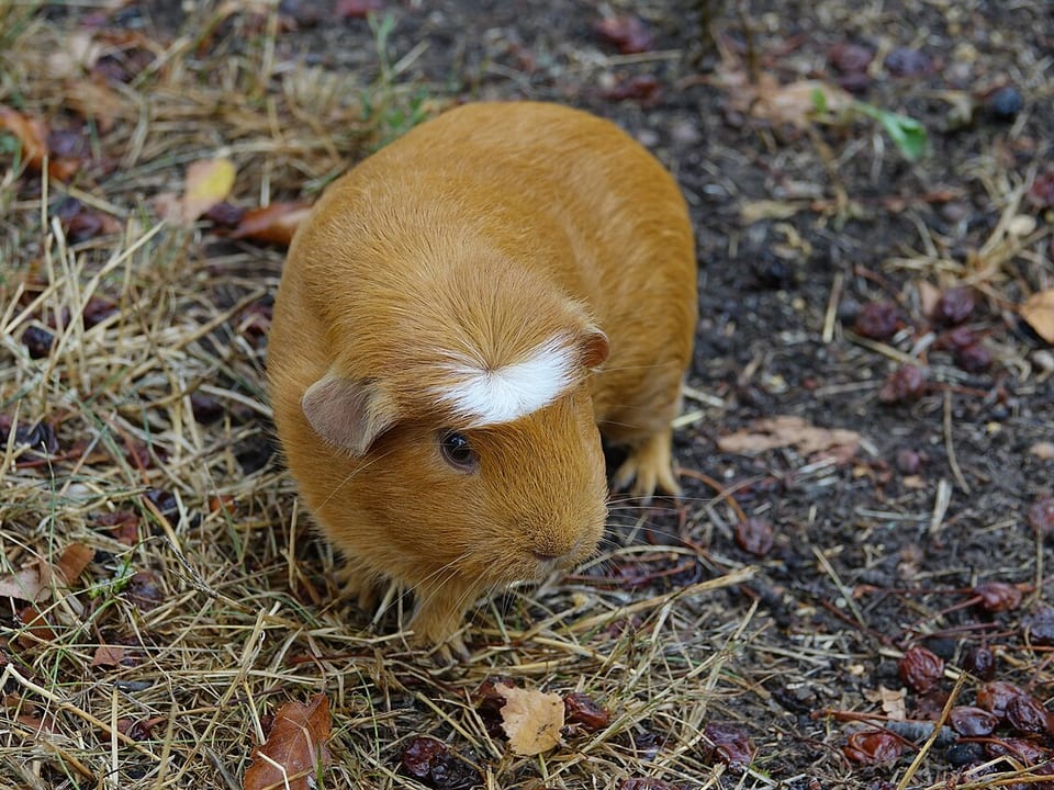 Small Animal collection at All About Pawz