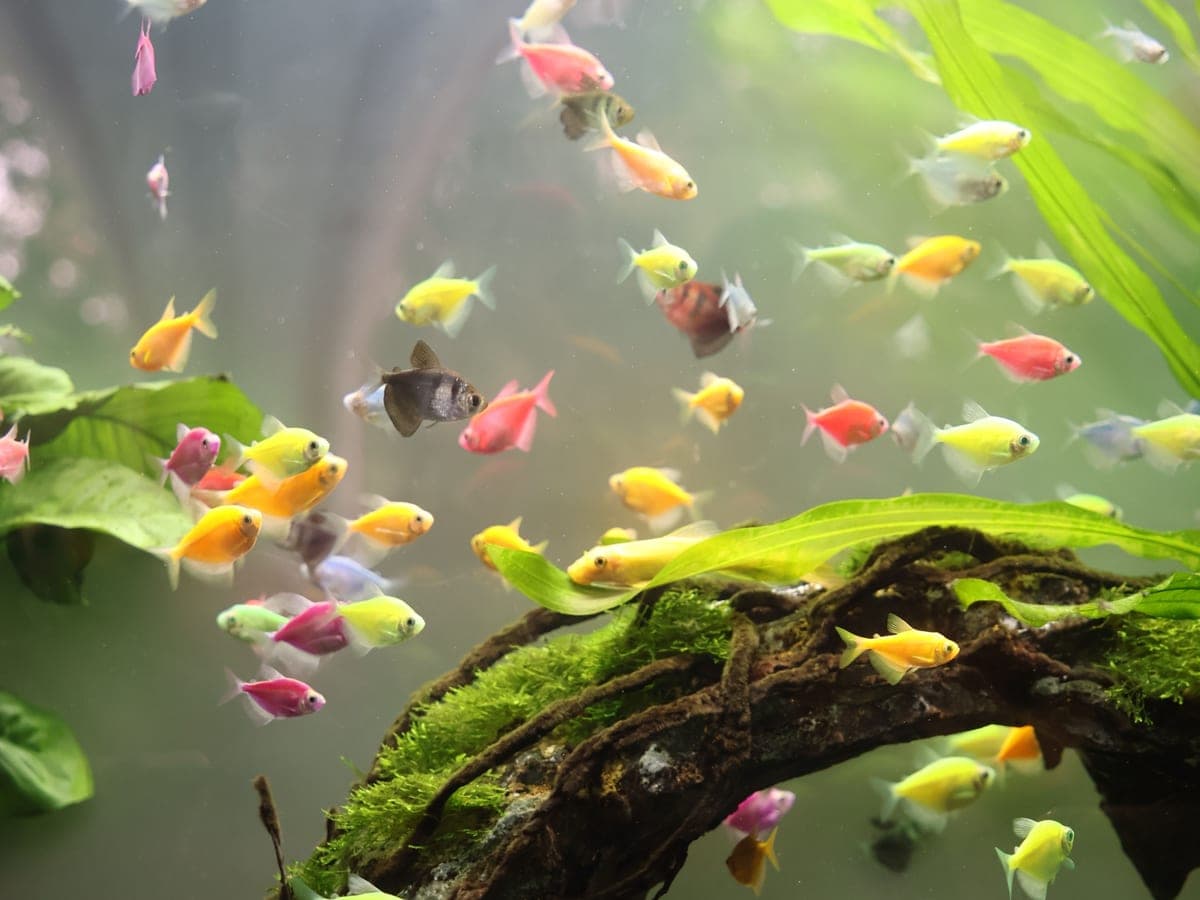 Tropical fish swimming in a planted aquarium