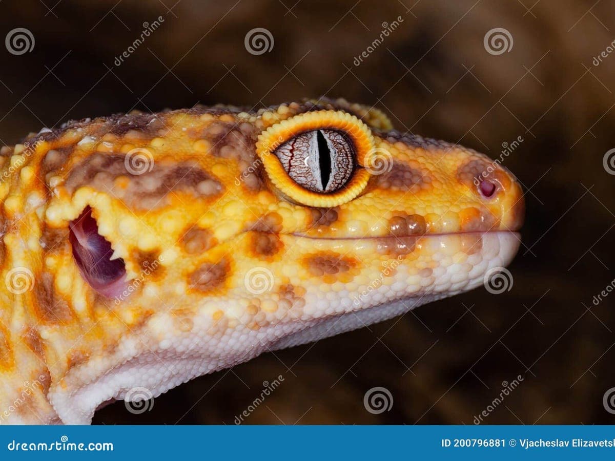 Reptile basking in a naturalistic habitat