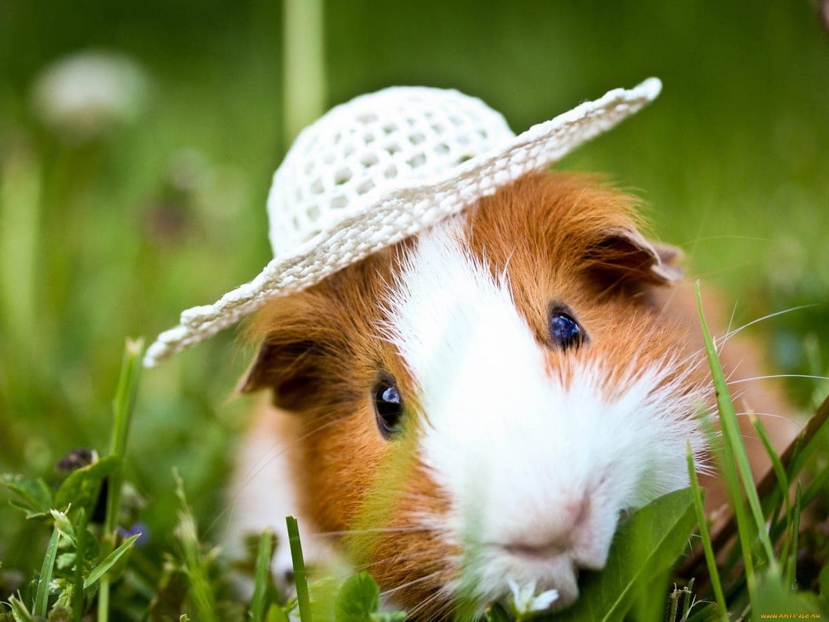 Small pet exploring its habitat